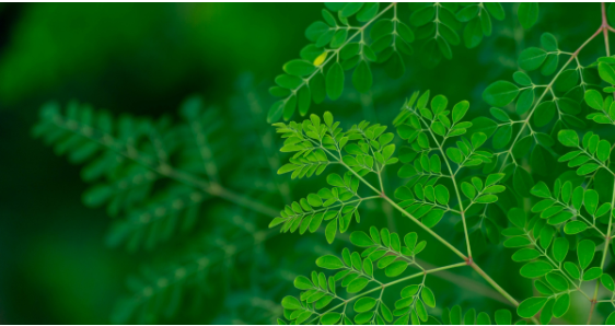Moringa Powder